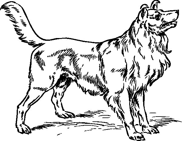 cane forte