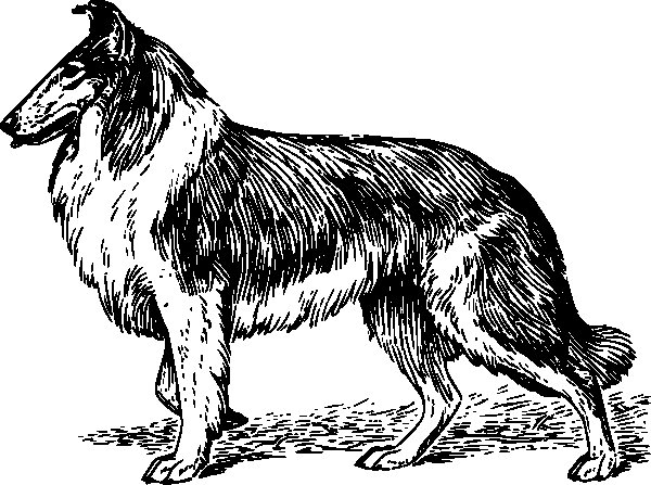 lassie
