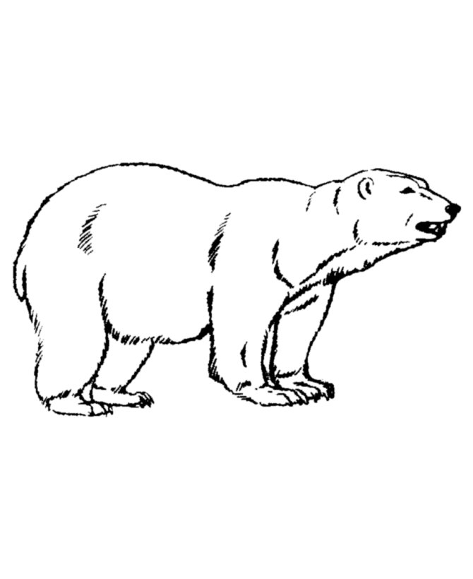 orso